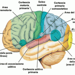Importante Lettura: neurobiologia e condizionamento mediatico